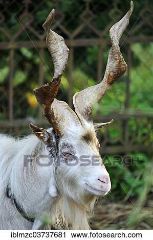 "Girgentana goat, billy goat, portrait, Mecklenburg-Western Pomerania, Germany, Europe" View Large Photo Image Stock Image - "Girgentana goat, billy goat, portrait, Mecklenburg-Western Pomerania, Germany, Europe". Fotosearch