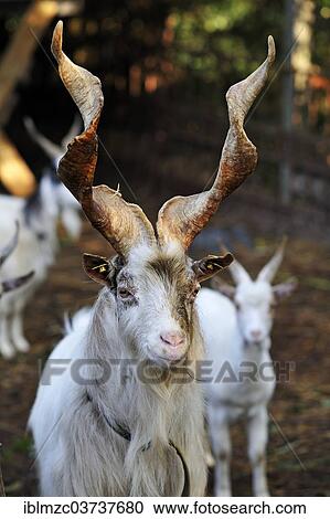 Stock Image - "Girgentana goat, billy goat, Mecklenburg-Western Pomerania, Germany, Europe". Fotosearch
