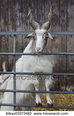 Stock Image - "Girgentana goat, domestic goat with corkscrew-like horns, in a stable, Knittkuhl, Dusseldorf, Rhineland, North Rhine-Westphalia, Germany, Europe". Fotosearch