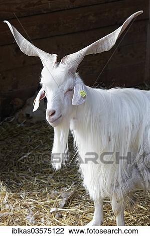 "Girgentana goat, domestic goat with corkscrew-like horns, in a stable, Knittkuhl, Dusseldorf, Rhineland, North Rhine-Westphalia, Germany, Europe" View Large Photo Image Stock Image - "Girgentana goat, domestic goat with corkscrew-like horns, in a stable, Knittkuhl, Dusseldorf, Rhineland, North Rhine-Westphalia, Germany, Europe". Fotosearch