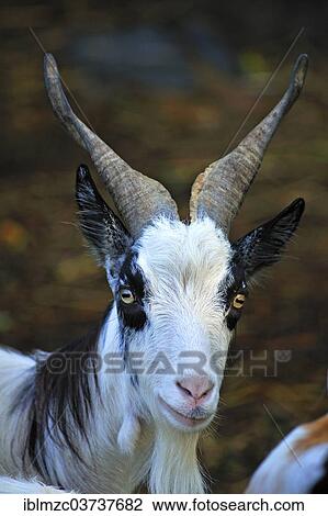 "Girgentana-Tajik goat, crossbreed, portrait, Mecklenburg-Western Pomerania, Germany, Europe" View Large Photo Image Stock Image - "Girgentana-Tajik goat, crossbreed, portrait, Mecklenburg-Western Pomerania, Germany, Europe". Fotosearch