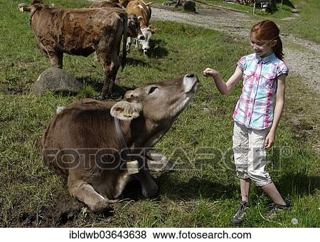 "Girl, 11 years, with a mountain cow on a pasture, Untere Alm, lower mountain pasture, Kappeler Alp, Nesselwang, Swabia, Bavaria, Germany, Europe" View Large Photo Image Stock Photo - "Girl, 11 years, with a mountain cow on a pasture, Untere Alm, lower mountain pasture, Kappeler Alp, Nesselwang, Swabia, Bavaria, Germany, Europe". Fotosearch