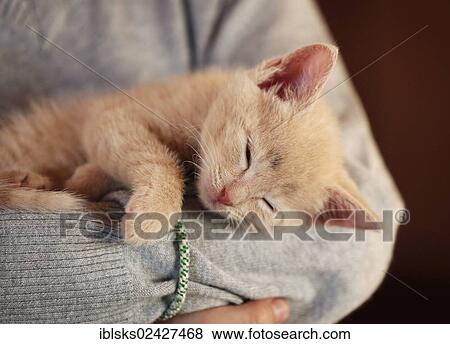 Stock Photo - "Girl, 7 years, cuddling a kitten, portrait". Fotosearch