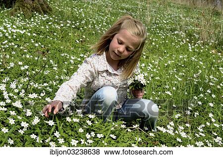 Stock Photo - "Girl, 7 years, picking Wood Anemones (Anemone nemorosa), Krageholm, Scania, Sweden, Europe". Fotosearch