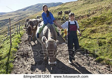 Stock Image - "Girl, 8 years, riding on a cow while bringing cows from the alpine pasture into the stable with her mother, Alp Gun, Safien Valley, Graubunden, Switzerland, Europe". Fotosearch