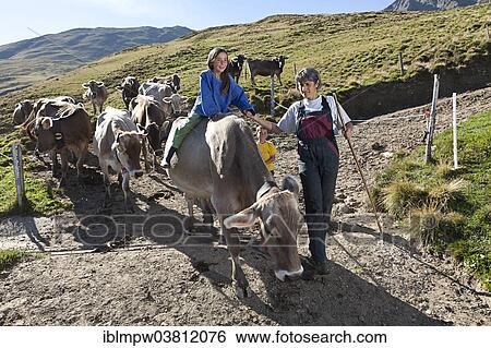 "Girl, 8 years, riding on a cow while bringing cows from the alpine pasture into the stable with her mother, Alp Gun, Safien Valley, Graubunden, Switzerland, Europe" View Large Photo Image Stock Photograph - "Girl, 8 years, riding on a cow while bringing cows from the alpine pasture into the stable with her mother, Alp Gun, Safien Valley, Graubunden, Switzerland, Europe". Fotosearch