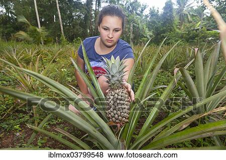 "Girl, about 16 years, reaching for a Pineapple (Ananas comosus), plant, Western Province, Sri Lanka, Asia" View Large Photo Image Stock Photo - "Girl, about 16 years, reaching for a Pineapple (Ananas comosus), plant, Western Province, Sri Lanka, Asia". Fotosearch