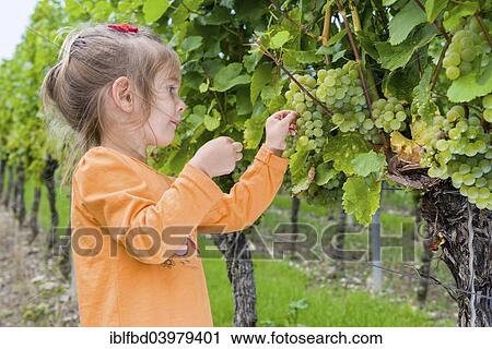 "Girl eating grapes in a vineyard, Wurzburg, Bavaria, Germany, Europe" View Large Photo Image Stock Image - "Girl eating grapes in a vineyard, Wurzburg, Bavaria, Germany, Europe". Fotosearch