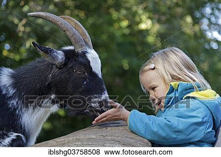"Girl feeding a goat, Lower Saxony, Germany, Europe" View Large Photo Image Stock Photo - "Girl feeding a goat, Lower Saxony, Germany, Europe". Fotosearch