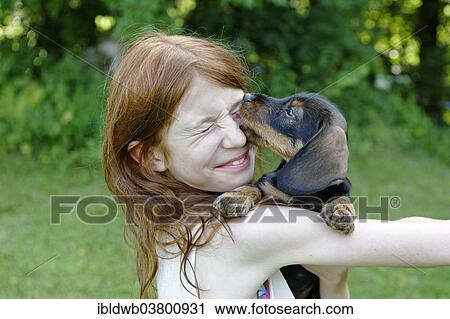 "Girl holding a puppy, Wire-haired Dachshund, Germany, Europe" View Large Photo Image Stock Image - "Girl holding a puppy, Wire-haired Dachshund, Germany, Europe". Fotosearch