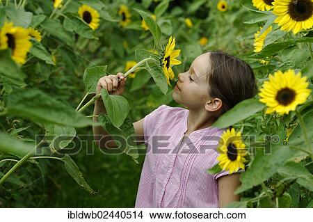 Girl in a sunflower field View Large Photo Image Picture - Girl in a sunflower field. Fotosearch