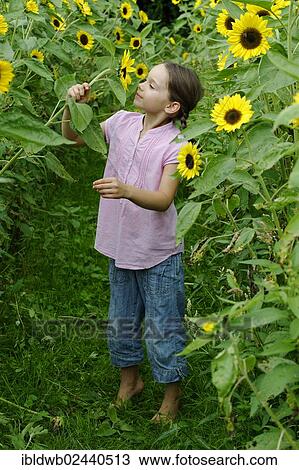 Girl in a sunflower field View Large Photo Image Stock Image - Girl in a sunflower field. Fotosearch