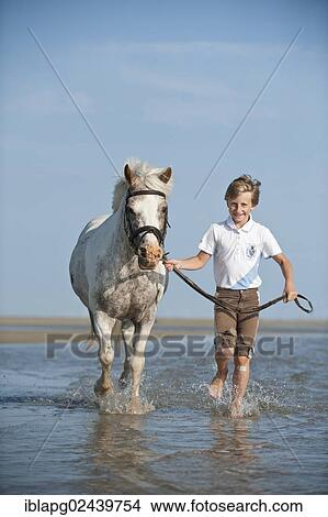 Picture - "Girl leading a pony through the water, St. Peter-Ording, Schleswig-Holstein, Germany, Europe". Fotosearch
