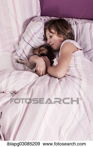 Girl lying in bed with a Danish Swedish Farmdog View Large Photo Image Stock Photo - Girl lying in bed with a Danish Swedish Farmdog. Fotosearch