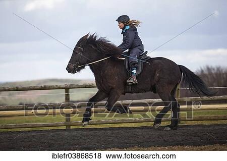 "Girl riding an Icelandic Horse in a gallop, Salzburg, Austria, Europe" View Large Photo Image Stock Photo - "Girl riding an Icelandic Horse in a gallop, Salzburg, Austria, Europe". Fotosearch