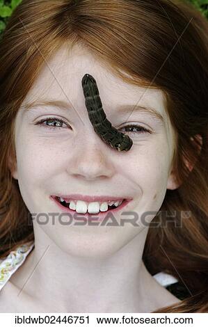 "Girl with a caterpillar on her face, Elephant Hawk-moth (Deilephila elpenor)" View Large Photo Image Stock Image - "Girl with a caterpillar on her face, Elephant Hawk-moth (Deilephila elpenor)". Fotosearch