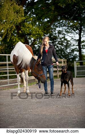 Girl with a horse and a Doberman View Large Photo Image Stock Photo - Girl with a horse and a Doberman. Fotosearch