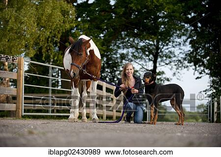 Girl with a horse and a Doberman View Large Photo Image Stock Photo - Girl with a horse and a Doberman. Fotosearch