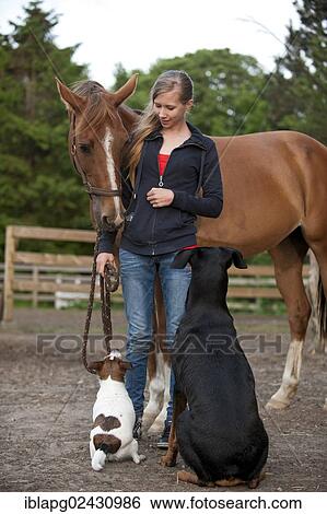 Girl with a horse and dogs View Large Photo Image Stock Photograph - Girl with a horse and dogs. Fotosearch