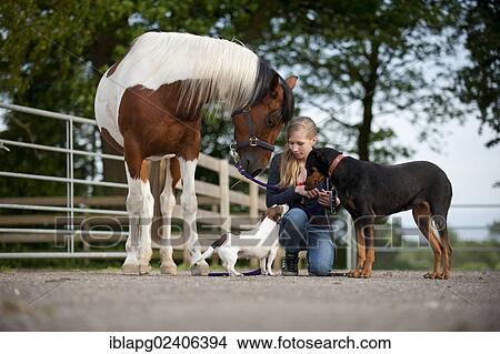 Picture - Girl with a horse and two dogs on a driveway. Fotosearch