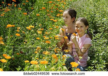 "Girls in a meadow of marigolds, Krauter-Erlebnis-Park herb theme park, Bad Heilbrunn, Loisachtal, Tolzer Land, Upper Bavaria, Germany, Europe" View Large Photo Image Stock Photograph - "Girls in a meadow of marigolds, Krauter-Erlebnis-Park herb theme park, Bad Heilbrunn, Loisachtal, Tolzer Land, Upper Bavaria, Germany, Europe". Fotosearch