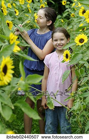 Girls in a sunflower field View Large Photo Image Stock Photo - Girls in a sunflower field. Fotosearch