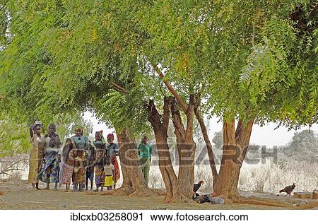 "Girls standing under trees, Badjengo, Garoua, North Region, Cameroon, Africa" View Large Photo Image Stock Image - "Girls standing under trees, Badjengo, Garoua, North Region, Cameroon, Africa". Fotosearch