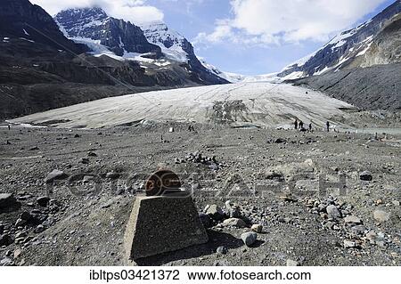 "Glacial retreat of the Athabasca Glacier, Columbia Icefield, marker showing the position of the glacier in 2000, Jasper National Park, Alberta Province, Canada, North America" View Large Photo Image Stock Image - "Glacial retreat of the Athabasca Glacier, Columbia Icefield, marker showing the position of the glacier in 2000, Jasper National Park, Alberta Province, Canada, North America". Fotosearch