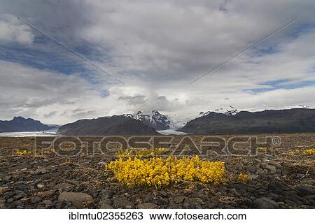 "Glacial tongue in Skaftafell, Vatnajoekull, South Iceland, Iceland, Europe" View Large Photo Image Stock Image - "Glacial tongue in Skaftafell, Vatnajoekull, South Iceland, Iceland, Europe". Fotosearch