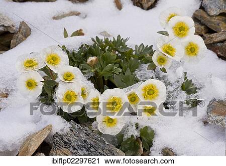 "Glacier Crowfoot (Ranunculus glacialis), flowering, emerging through snow at high altitude, ca. 3000m, Swiss Alps, Switzerland, Europe" View Large Photo Image Stock Image - "Glacier Crowfoot (Ranunculus glacialis), flowering, emerging through snow at high altitude, ca. 3000m, Swiss Alps, Switzerland, Europe". Fotosearch