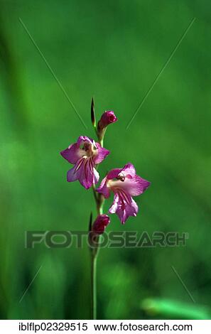 Gladiolus (Gladiolus communis) View Large Photo Image Stock Photography - Gladiolus (Gladiolus communis). Fotosearch