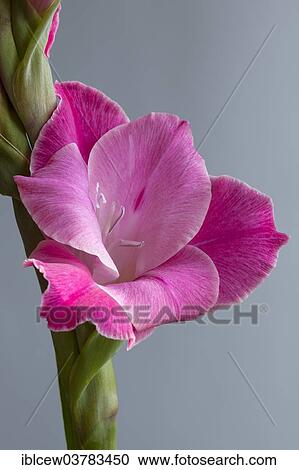 Gladiolus (Gladiolus sp. ) View Large Photo Image Stock Image - Gladiolus (Gladiolus sp. ). Fotosearch