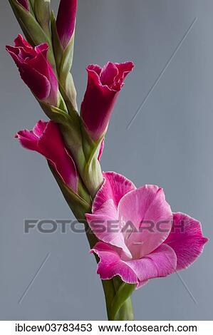 Stock Image - Gladiolus (Gladiolus sp. ). Fotosearch