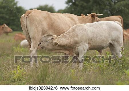 "Glan Cattle, cow suckling a young bull, Wahner Heide nature reserve, North Rhine-Westphalia, Germany, Europe" View Large Photo Image Stock Photograph - "Glan Cattle, cow suckling a young bull, Wahner Heide nature reserve, North Rhine-Westphalia, Germany, Europe". Fotosearch