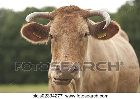 Stock Photo - "Glan Cattle, Wahner Heide nature reserve, North Rhine-Westphalia, Germany, Europe". Fotosearch