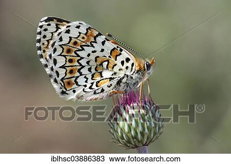 "Glanville Fritillary (melitaea cinxia), Upper Bavaria, Bavaria, Germany, Europe" View Large Photo Image Stock Image - "Glanville Fritillary (melitaea cinxia), Upper Bavaria, Bavaria, Germany, Europe". Fotosearch