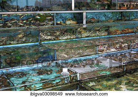 Stock Photo - "Glass tanks in a restaurant with fish and seafood, Sai Kung, New Territories, Hong Kong, Hong Kong, China, People's Republic of China, Asia". Fotosearch