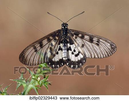 Stock Image - "Glasswing (Acraea andromacha), adult, feeding at flower, Western Australia, Australia, Oceania". Fotosearch