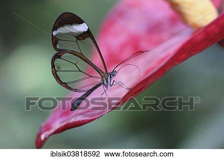 Stock Image - "Glasswinged Butterfly (Greta oto) on a Flamingo flower (Anthurium), butterfly house, Mainau, Baden-Wurttemberg, Germany, Europe". Fotosearch