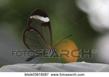 "Glasswinged Butterfly (Greta oto) on a leaf, butterfly house, Mainau, Baden-Wurttemberg, Germany, Europe" View Large Photo Image Stock Photo - "Glasswinged Butterfly (Greta oto) on a leaf, butterfly house, Mainau, Baden-Wurttemberg, Germany, Europe". Fotosearch