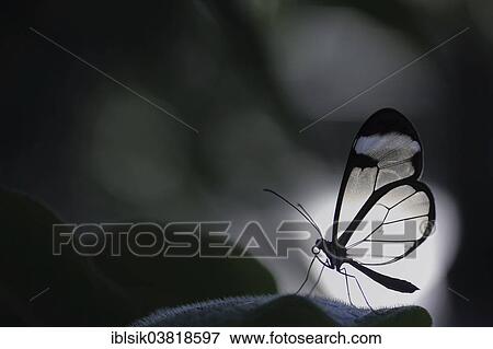 "Glasswinged Butterfly (Greta oto) on a leaf, butterfly house, Mainau, Baden-Wurttemberg, Germany, Europe" View Large Photo Image Stock Photo - "Glasswinged Butterfly (Greta oto) on a leaf, butterfly house, Mainau, Baden-Wurttemberg, Germany, Europe". Fotosearch