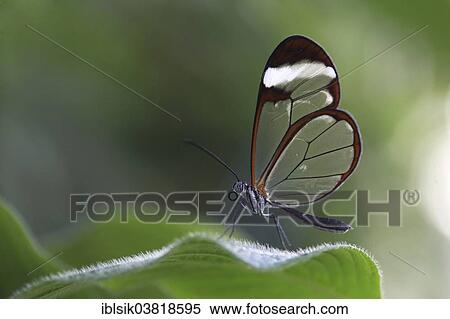 "Glasswinged Butterfly (Greta oto) on a leaf, butterfly house, Mainau, Baden-Wurttemberg, Germany, Europe" View Large Photo Image Stock Photography - "Glasswinged Butterfly (Greta oto) on a leaf, butterfly house, Mainau, Baden-Wurttemberg, Germany, Europe". Fotosearch