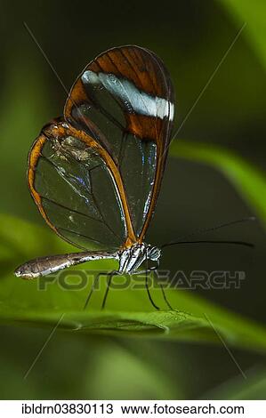 "Glasswinged Butterfly (Greta oto), Puntarenas province, Costa Rica, Central America, North America" View Large Photo Image Stock Image - "Glasswinged Butterfly (Greta oto), Puntarenas province, Costa Rica, Central America, North America". Fotosearch