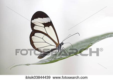 "Glasswinged Butterfly (Greta oto), captive, Butterfly House, Mainau, Baden-Wurttemberg, Germany, Europe" View Large Photo Image Stock Photo - "Glasswinged Butterfly (Greta oto), captive, Butterfly House, Mainau, Baden-Wurttemberg, Germany, Europe". Fotosearch