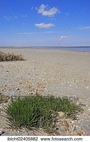 "Glasswort (Salicornia europaea), Camargue, Provence, Southern France, France, Europe" View Large Photo Image Stock Image - "Glasswort (Salicornia europaea), Camargue, Provence, Southern France, France, Europe". Fotosearch