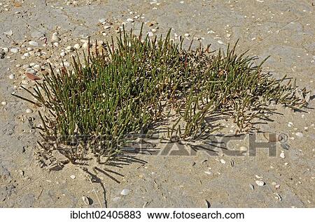 "Glasswort (Salicornia europaea), Camargue, Provence, Southern France, France, Europe" View Large Photo Image Stock Image - "Glasswort (Salicornia europaea), Camargue, Provence, Southern France, France, Europe". Fotosearch