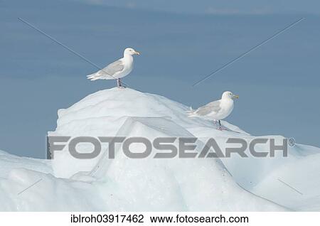 "Glaucous Gulls (Larus hyperboreus) on ice, West Greenland, Greenland, North America" View Large Photo Image Stock Image - "Glaucous Gulls (Larus hyperboreus) on ice, West Greenland, Greenland, North America". Fotosearch