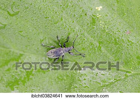 Stock Image - "Glaucous Leaf Weevil (Phyllobius calcaratus), North Rhine-Westphalia, Germany, Europe". Fotosearch