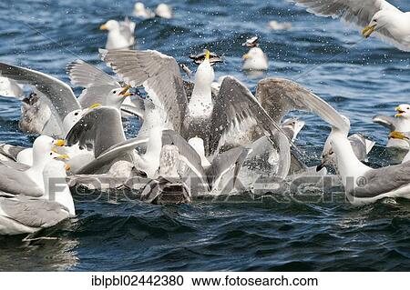 Glaucous-winged gulls (Larus glaucescens) feed on herring in the Gulf of Alaska View Large Photo Image Stock Image - Glaucous-winged gulls (Larus glaucescens) feed on herring in the Gulf of Alaska. Fotosearch
