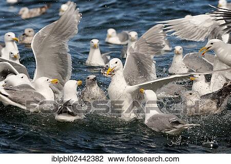 Glaucous-winged gulls (Larus glaucescens) feed on herring in the Gulf of Alaska View Large Photo Image Stock Image - Glaucous-winged gulls (Larus glaucescens) feed on herring in the Gulf of Alaska. Fotosearch